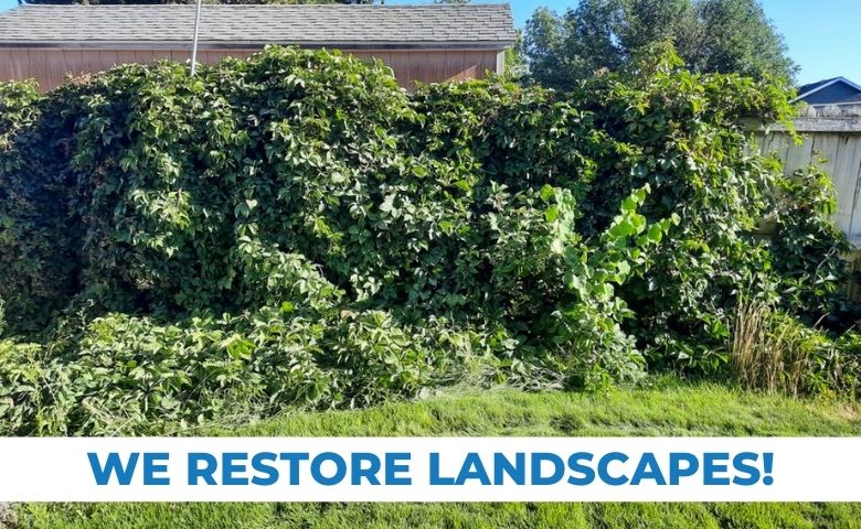 A incredibly overgrown line of shrubs before being pruned by Telos Lawn Care. The bottom of the photo reads, "We restore landscapes."