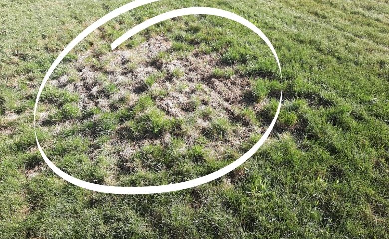 A lawn with several bare and patchy spots. The bare spots have been circled to indicate they'd benefit from top dressing. 