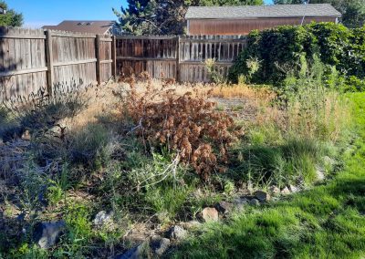 A overgrown landscape bed full of weeds and tall grass before a yard clean up service.