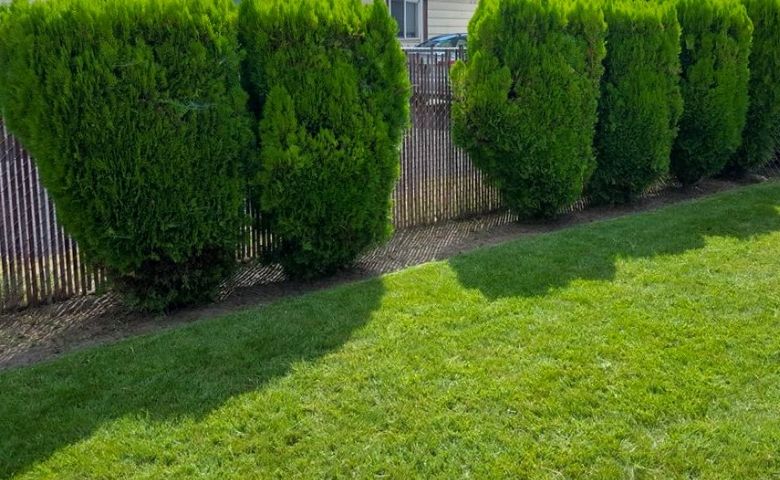 A fence lined with tall, neatly pruned shrubs in a landscape bed.